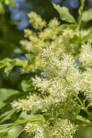 Fraxinus ornus 'Obelisk' - STDS 6-8 CM CONT - image 5