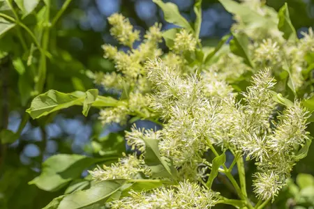 Fraxinus ornus 'Obelisk' - STDS 6-8 CM CONT - image 3