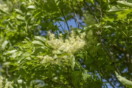 Fraxinus ornus 'Obelisk' - STDS 6-8 CM CONT - image 4