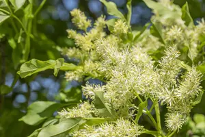 Fraxinus ornus 'Obelisk' - STD 10-12 CM CONT    - image 3