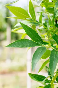 Fraxinus pen. 'Summit' - STDS 12-14 CM RB - image 3