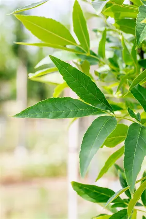 Fraxinus pen. 'Summit' - STDS 18-20 CM RB - image 3