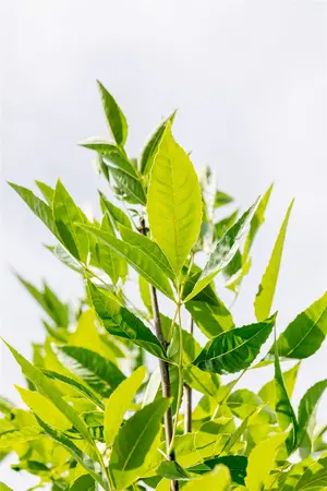 Fraxinus pen. 'Summit' - STDS 18-20 CM RB - image 4