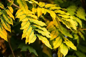 Fraxinus pen. 'Summit' - STDS 12-14 CM RB - image 1