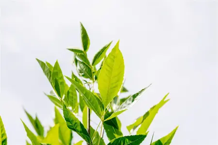 Fraxinus pen. 'Summit' - STDS 12-14 CM RB - image 5