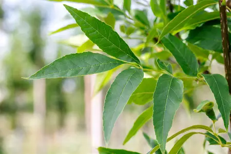 Fraxinus pen. 'Summit' - STD 20-25 CM RB - image 2