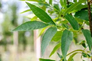 Fraxinus pen. 'Summit' - STD 8-10 CM CONT     - image 2