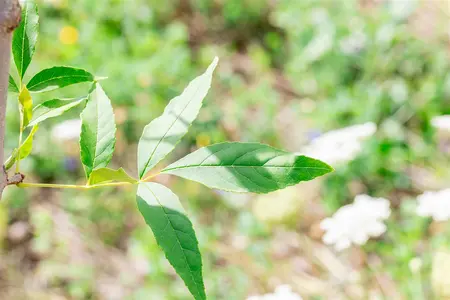 Fraxinus pen. 'Summit' - 20-30 CM C2 WHIP - image 5