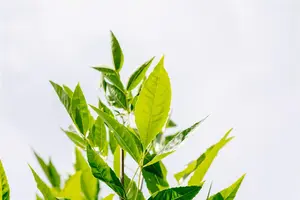 Fraxinus pen. 'Summit' - 30-40 CM C2 WHIP - image 4