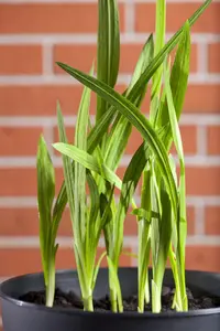 Freesia pink - flower bulb 4/6 - image 2