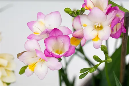 Freesia pink - flower bulb 4/6 - image 5