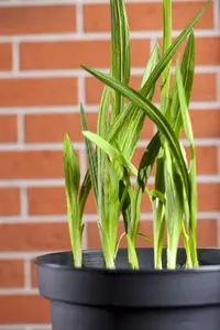 Freesia Single Mix