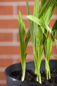 Freesia yellow - flower bulb 4/6 - image 3