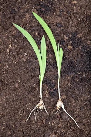 Freesia yellow - flower bulb 4/6 - image 4