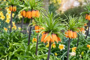 Fritillaria imp. 'Aurora'