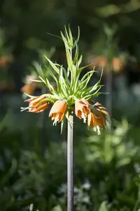 Fritillaria imp. 'Garland Star'?