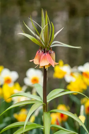 Fritillaria imp. 'Garland Star'? - 5 Ltr pot - image 5