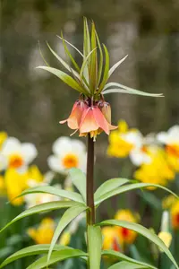 Fritillaria imp. 'Garland Star'? - 5 Ltr pot - image 5