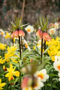 Fritillaria imp. 'Garland Star'? - flower bulb 24/26 - image 4