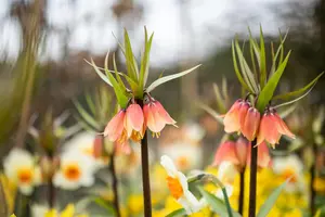 Fritillaria imp. 'Garland Star'? - 5 Ltr pot - image 2