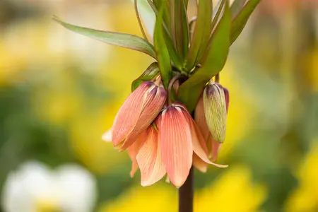 Fritillaria imp. 'Garland Star'? - 5 Ltr pot - image 3