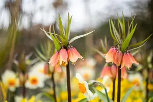 Fritillaria imp. 'Garland Star'? - flower bulb 24/26 - image 2
