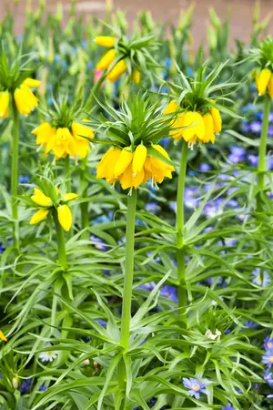 Fritillaria imp. 'Lutea' - 5 Ltr pot - image 2