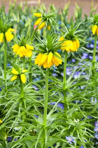 Fritillaria imp. 'Lutea' - 5 Ltr pot - image 2