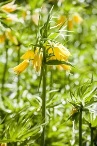 Fritillaria imp. 'Lutea' - 5 Ltr pot - image 3