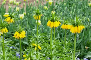 Fritillaria imp. 'Lutea'