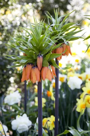 Fritillaria imp. 'Persica Alba' - flower bulb 20/22 - image 1