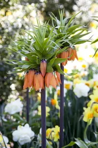 Fritillaria imp. 'Persica Alba'