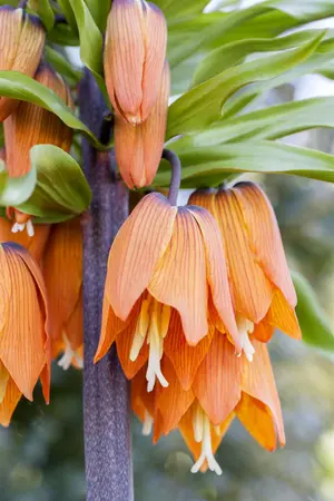 Fritillaria imp. 'Persica Green Dream' - flower bulb 24/26 - image 2