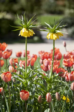 Fritillaria imp. 'Persica Green Dream' - flower bulb 24/26 - image 5