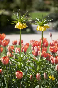 Fritillaria imp. 'Persica Green Dream' - flower bulb 24/26 - image 5