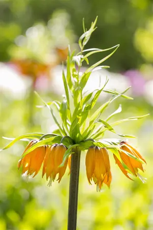 Fritillaria imp. 'Persica Green Dream' - flower bulb 24/26 - image 3