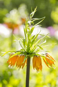 Fritillaria imp. 'Persica Green Dream' - flower bulb 24/26 - image 3