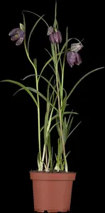 Fritillaria meleagris - P9 - image 5