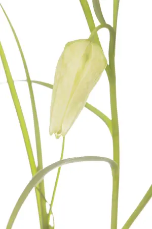 Fritillaria meleagris 'Alba' - flower bulb 6/8 - image 2