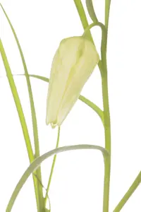 Fritillaria meleagris 'Alba' - flower bulb 6/8 - image 2