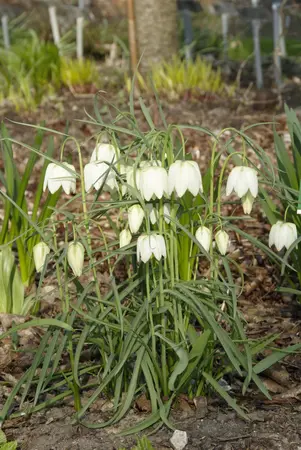 Fritillaria meleagris 'Alba' - flower bulb 6/8 - image 4
