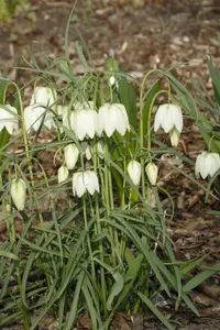 Fritillaria meleagris 'Alba' - flower bulb 6/8 - image 5