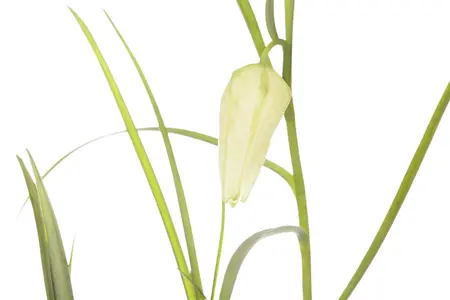 Fritillaria meleagris 'Alba' - flower bulb 6/8 - image 3