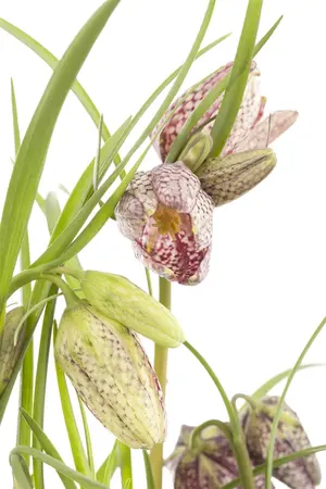 Fritillaria meleagris mix - flower bulb 6/8 - image 5