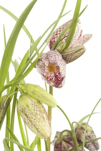 Fritillaria meleagris mix - flower bulb 6/8 - image 5