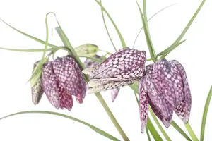 Fritillaria meleagris mix