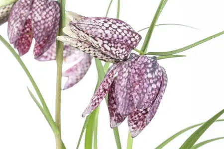 Fritillaria meleagris mix - flower bulb 6/8 - image 2