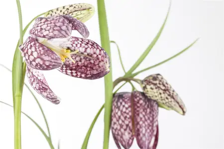 Fritillaria meleagris mix - flower bulb 6/8 - image 3