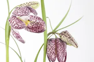 Fritillaria meleagris mix - flower bulb 6/8 - image 3
