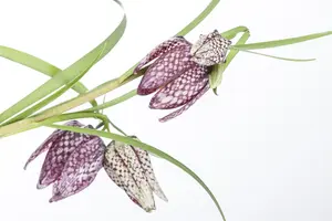 Fritillaria meleagris mix - flower bulb 6/8 - image 4